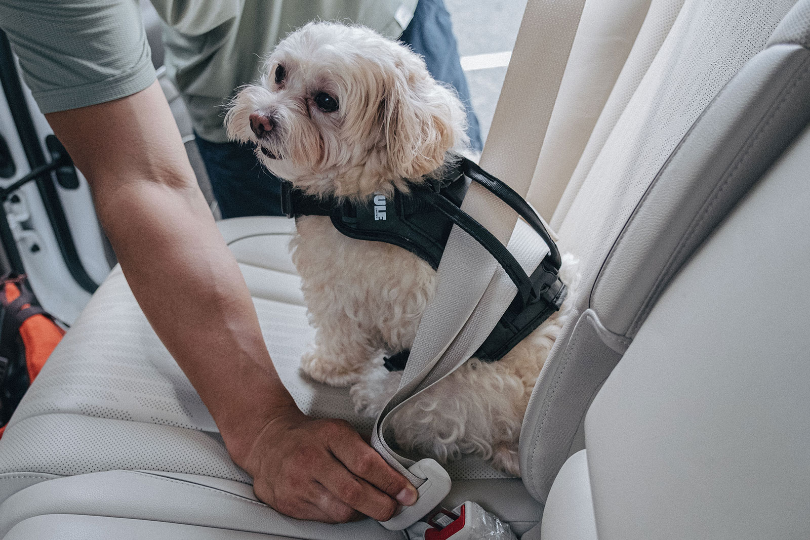 Thule Cappy Review : 함께 움직이는 일상을 위한 하네스